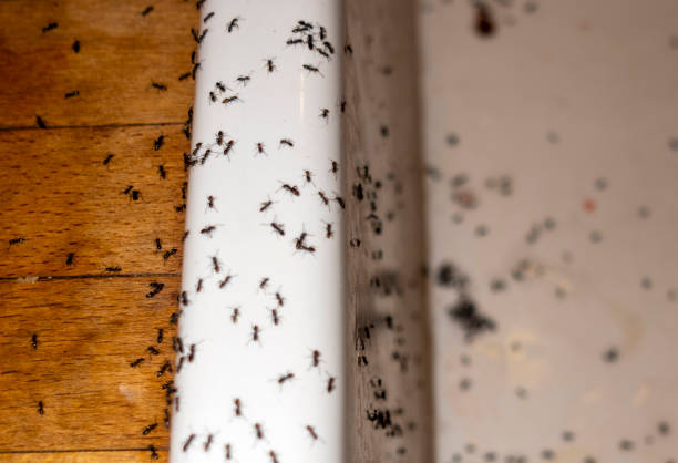 Valmeyer, IL Pest Control Company